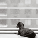 Illustration for article titled Aging In America: Dog Edition
